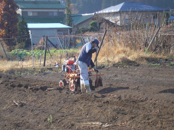 長芋「遺跡長いも」